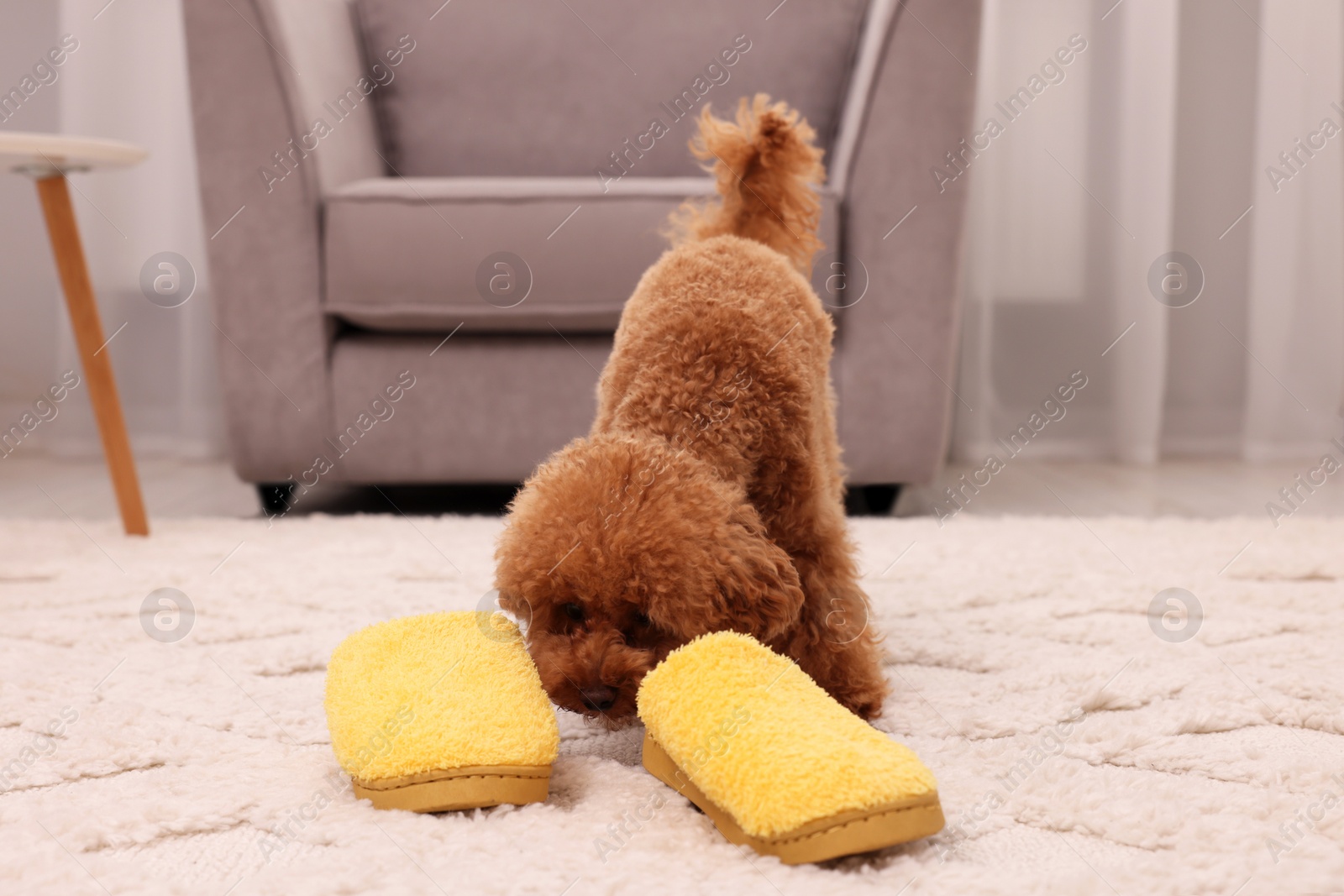 Photo of Cute Maltipoo dog near yellow slippers at home. Lovely pet