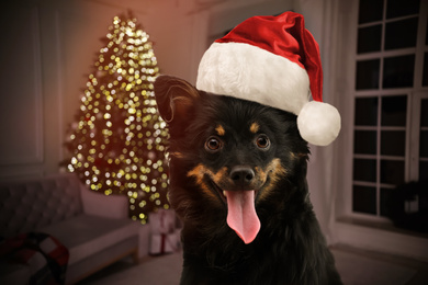 Cute dog with Santa hat and Christmas tree in room on background