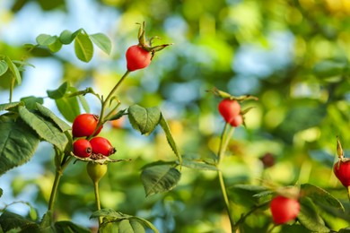 Photo of Rose hip bush with ripe red berries in garden, closeup