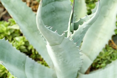Photo of Closeup view of beautiful succulent plant outdoors