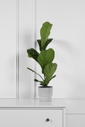 Potted ficus on chest of drawers near white wall. Beautiful houseplant