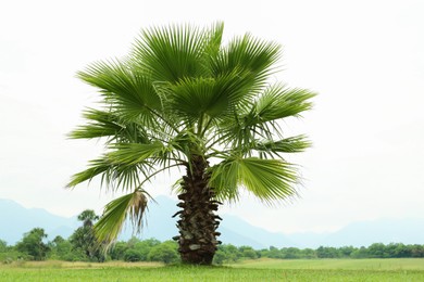 Photo of Tropical palm tree with beautiful green leaves outdoors