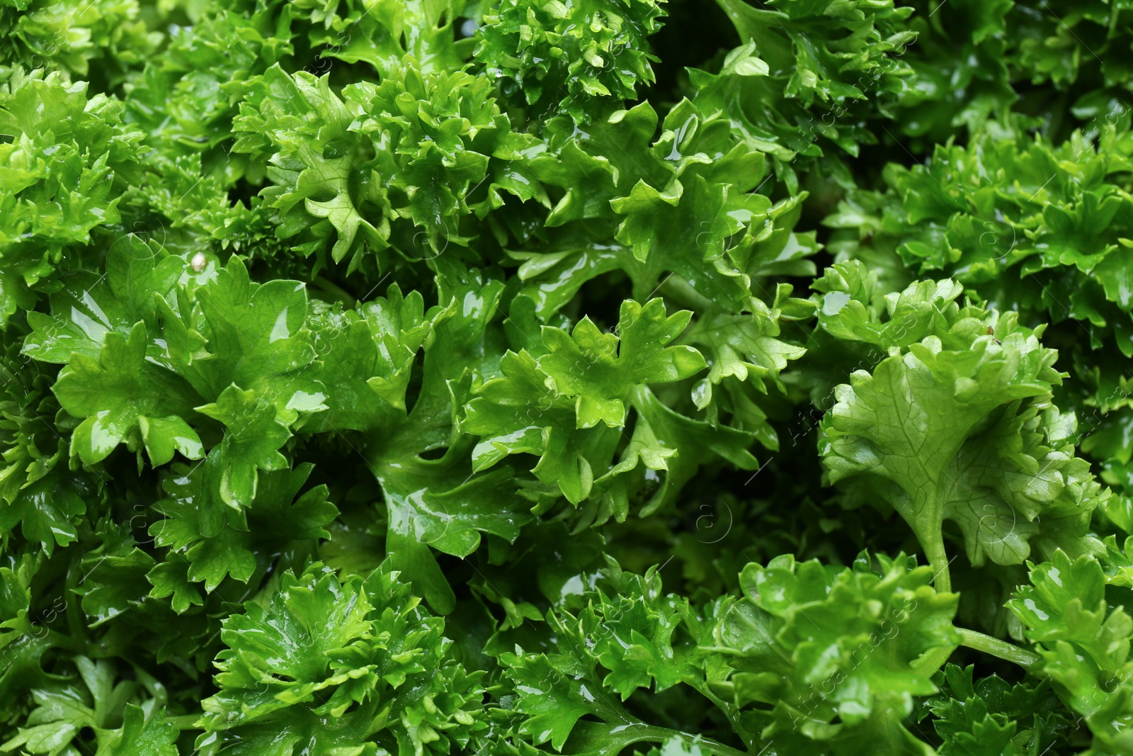 Photo of Fresh green curly parsley as background, closeup