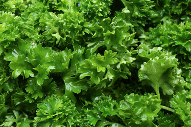 Photo of Fresh green curly parsley as background, closeup