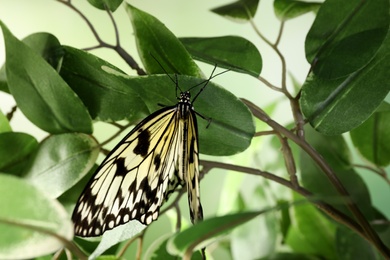 Photo of Beautiful rice paper butterfly on tree branch in garden