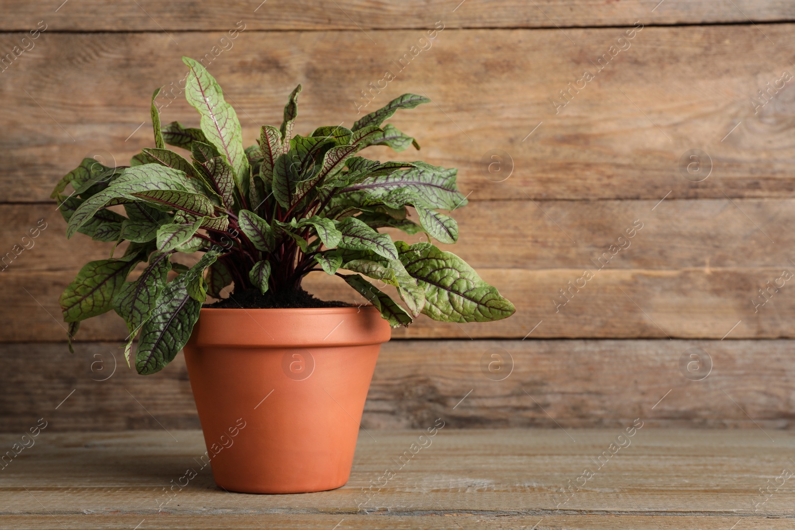 Photo of Sorrel plant in pot on wooden table. Space for text