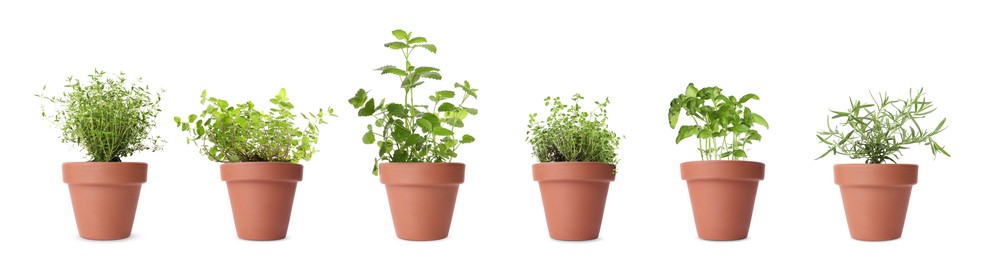 Image of Different herbs growing in clay pots isolated on white. Thyme, oregano, lemon balm, basil and rosemary