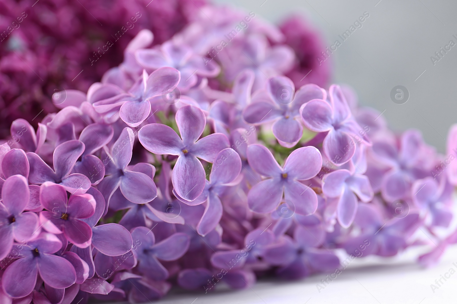 Photo of Beautiful blooming lilac flowers on blurred background, closeup