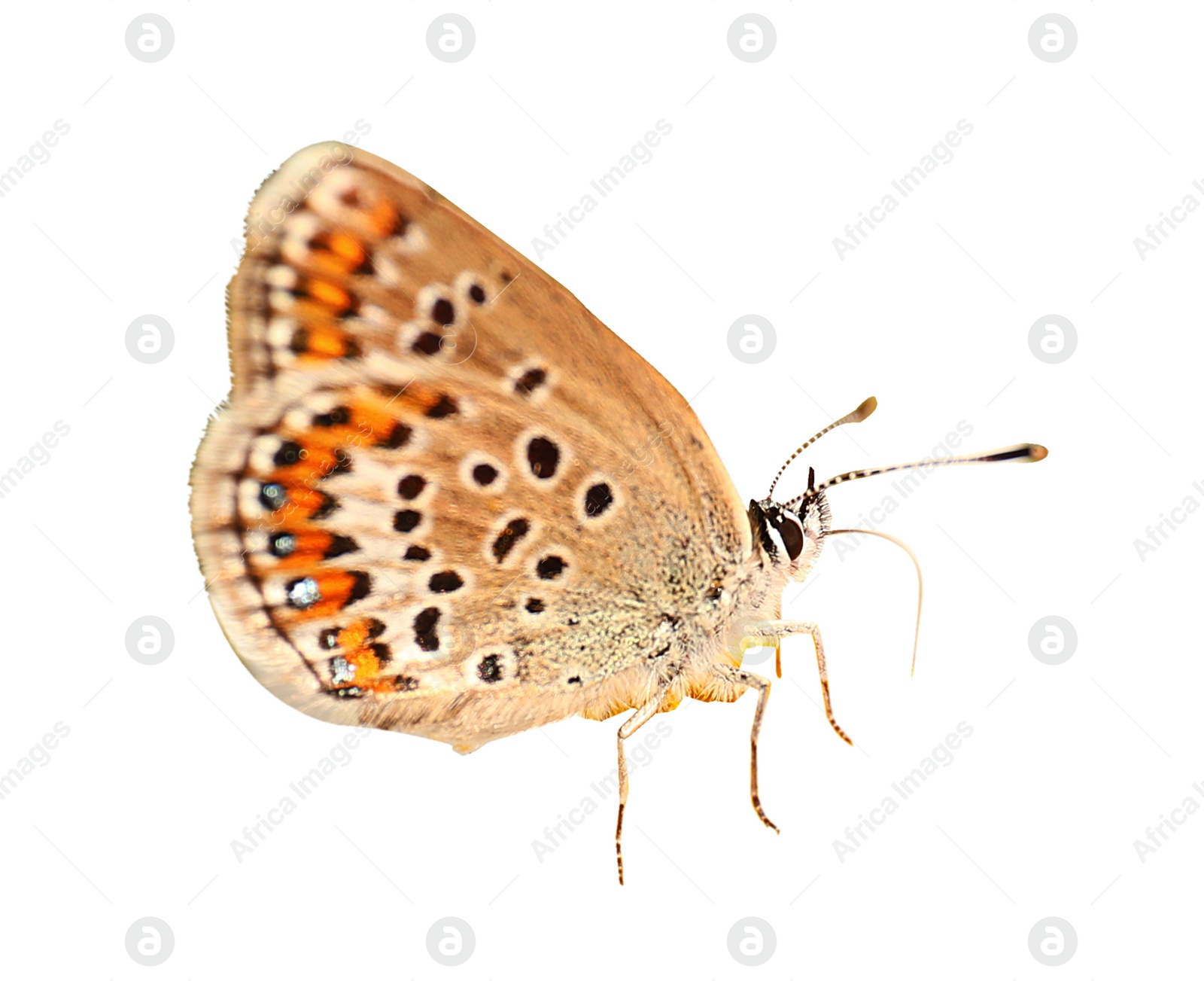 Image of Beautiful bright butterfly flying on white background