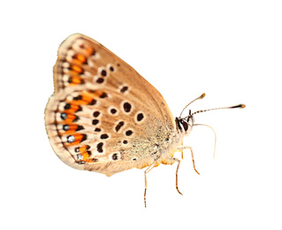 Beautiful bright butterfly flying on white background