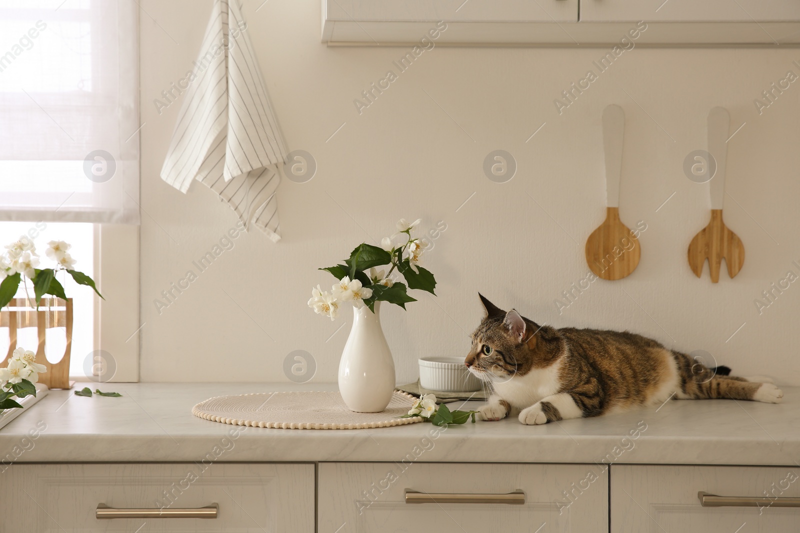 Photo of Cute cat near jasmine flowers on countertop in kitchen