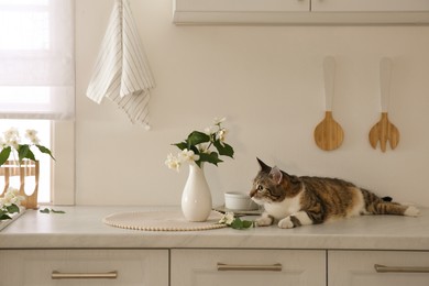 Photo of Cute cat near jasmine flowers on countertop in kitchen