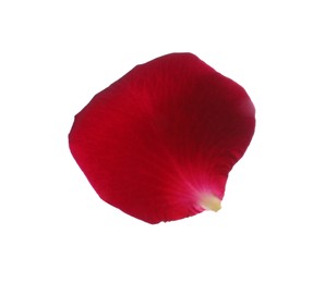 Photo of Red rose flower petal on white background