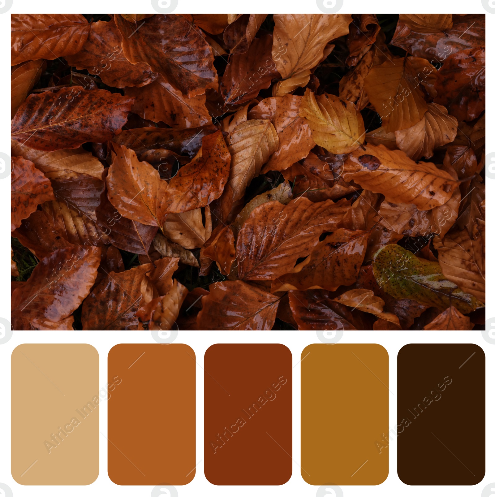 Image of Color palette appropriate to photo of beautiful wet orange autumn leaves, top view