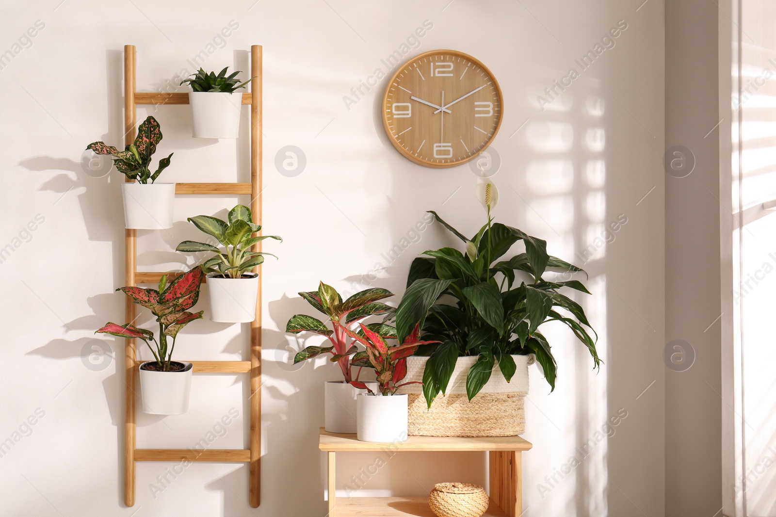 Photo of Exotic houseplants with beautiful leaves and decorative ladder near light wall indoors