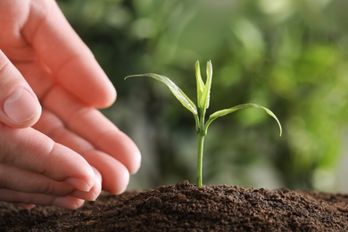 Woman protecting young green seedling in soil against blurred background, closeup