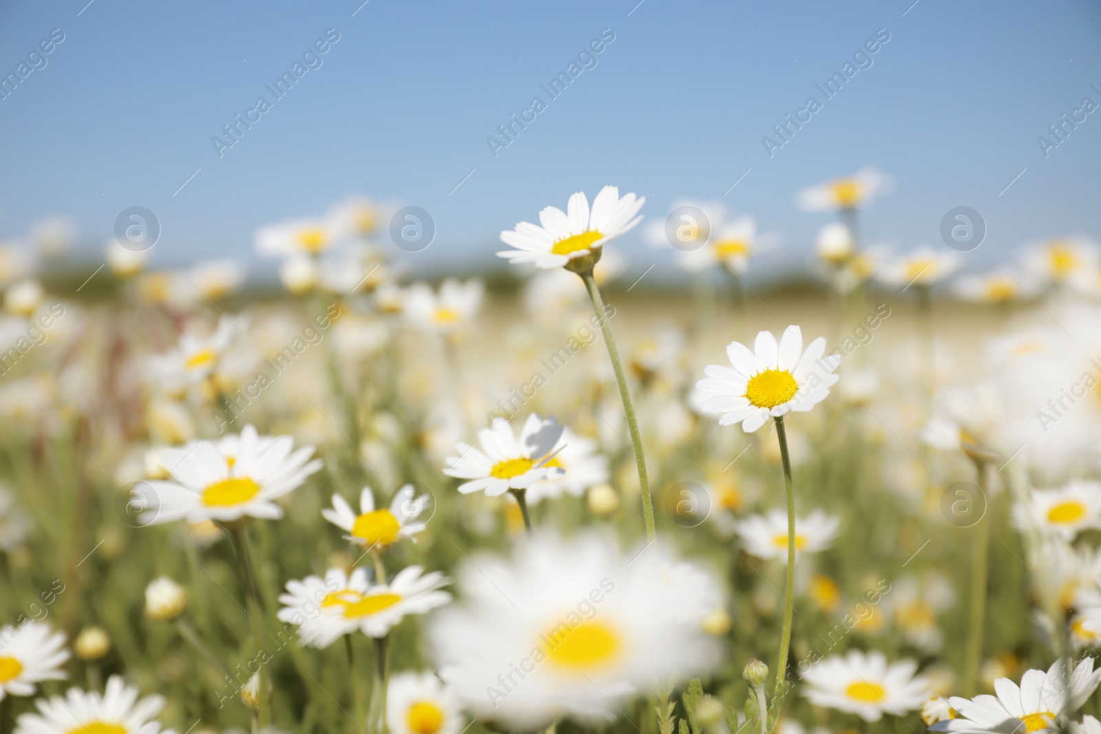 Photo of Closeup view of beautiful chamomile field on sunny day