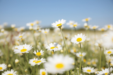 Closeup view of beautiful chamomile field on sunny day