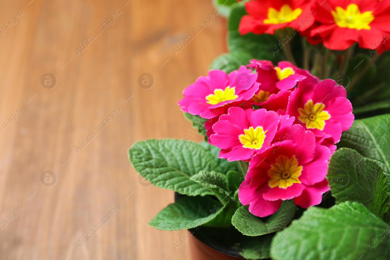 Photo of Beautiful pink primula (primrose) flower on table, space for text. Spring blossom