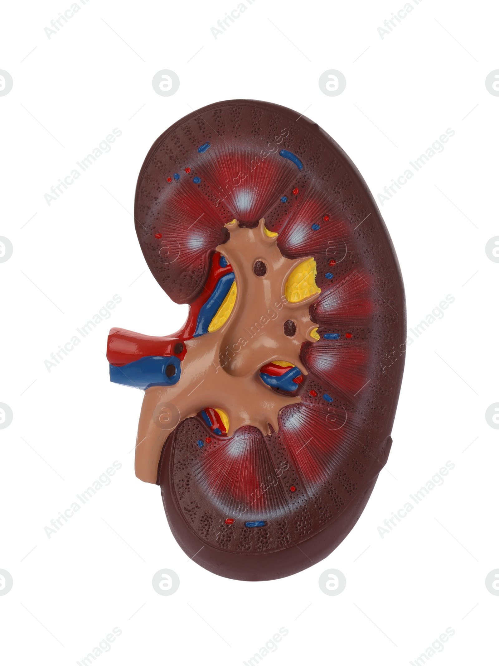 Photo of Educational plastic kidney model on white background