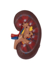 Educational plastic kidney model on white background