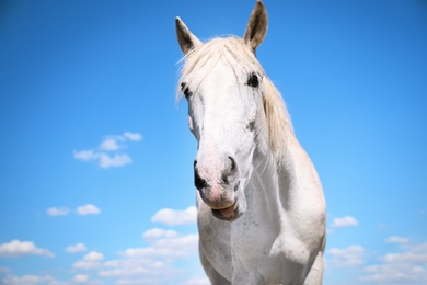 Photo of Grey horse outdoors on sunny day, closeup. Beautiful pet