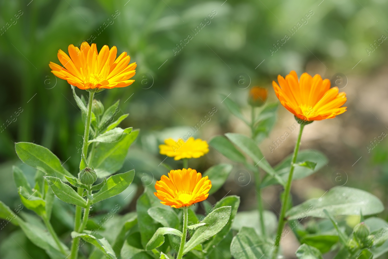 Photo of Beautiful bright calendulas in green garden. Spring flowers