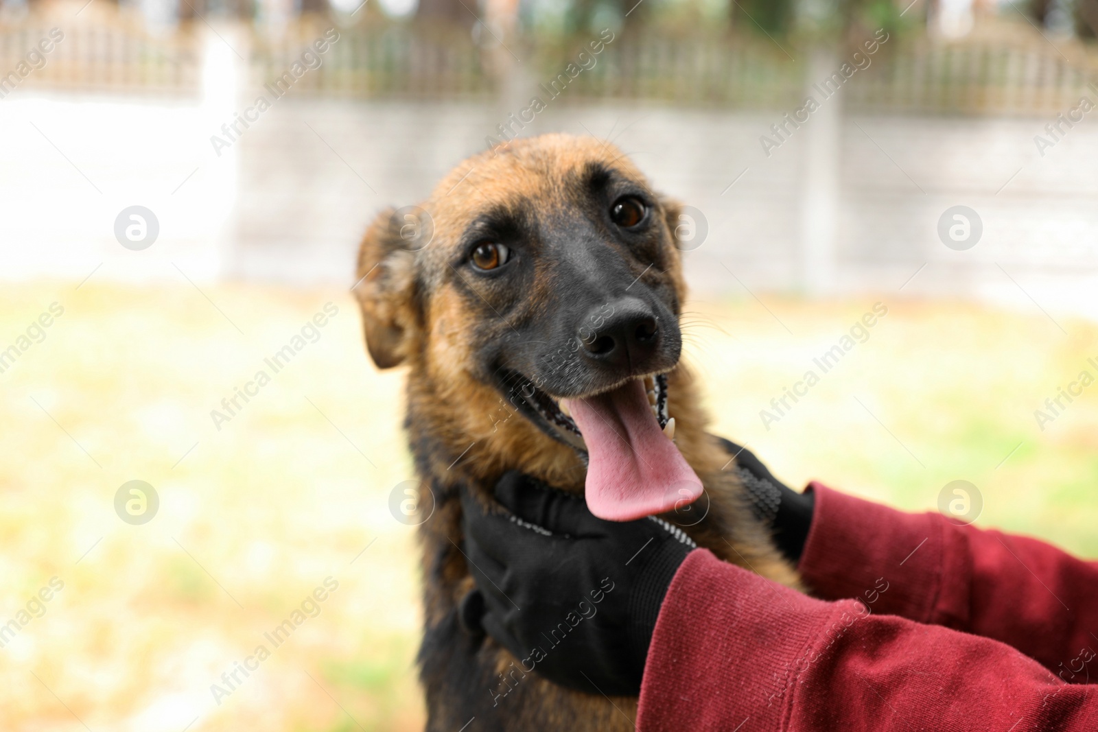 Photo of Female volunteer with homeless dog at animal shelter outdoors