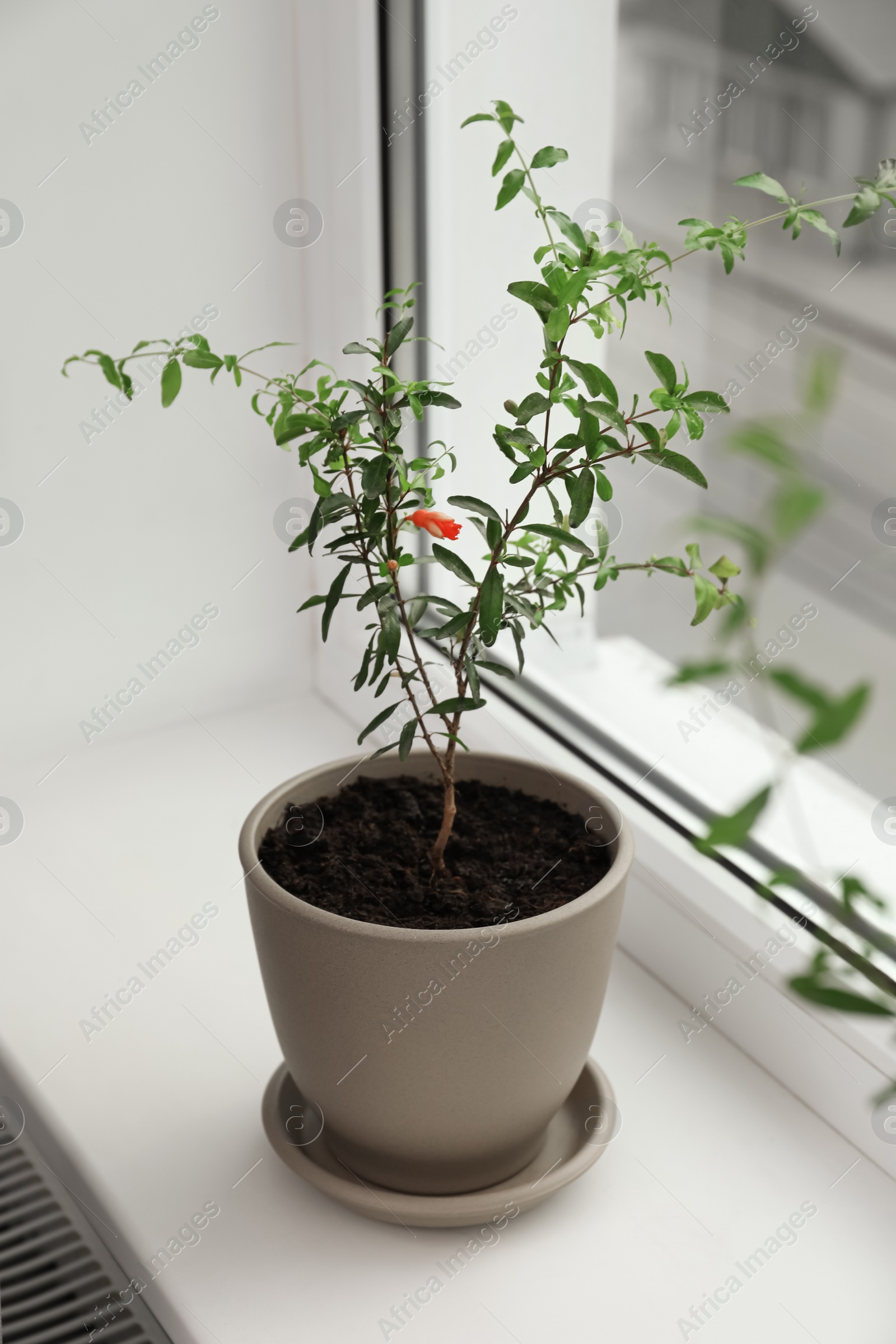 Photo of Potted pomegranate plant on window sill indoors