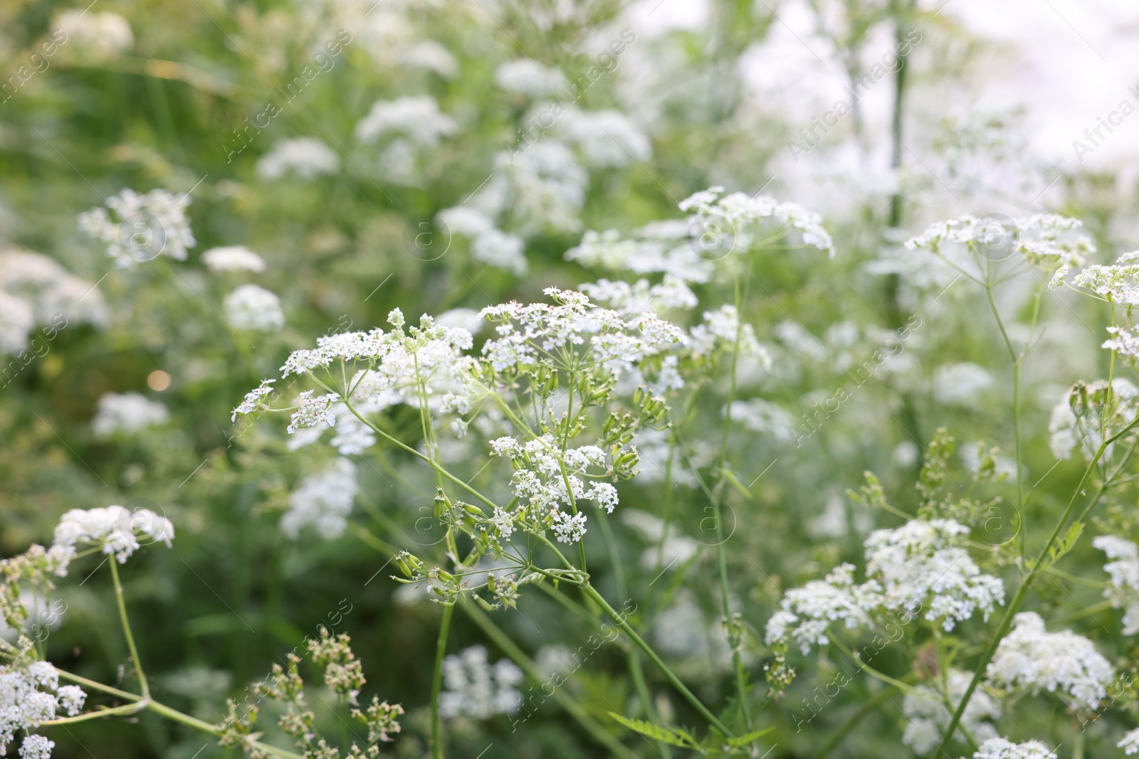 Photo of Beautiful view of bushes with wild flowers growing outdoors, closeup