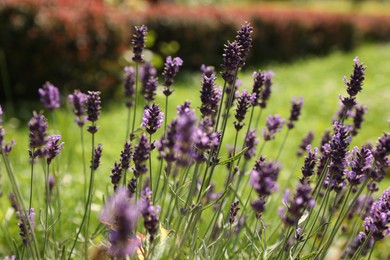 Beautiful lavender flowers growing in garden on summer day