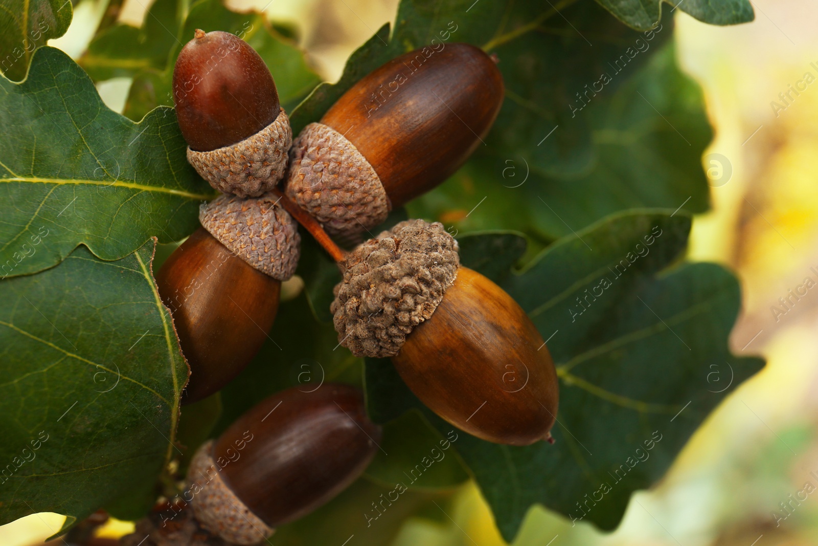 Photo of Oak branch with acorns and leaves outdoors, closeup