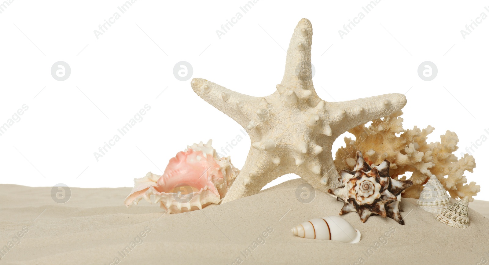 Photo of Beautiful starfish, coral and sea shells in sand on white background