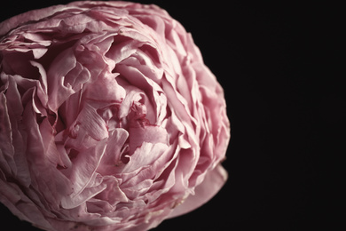 Photo of Beautiful fresh peony on black background, closeup. Floral card design with dark vintage effect