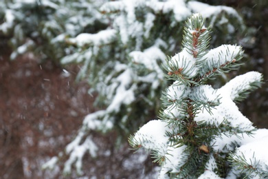 Photo of Coniferous branches covered with fresh snow, closeup