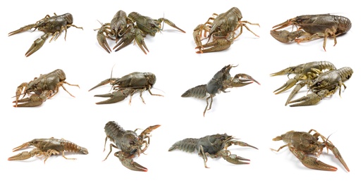 Set of fresh crayfishes on white background