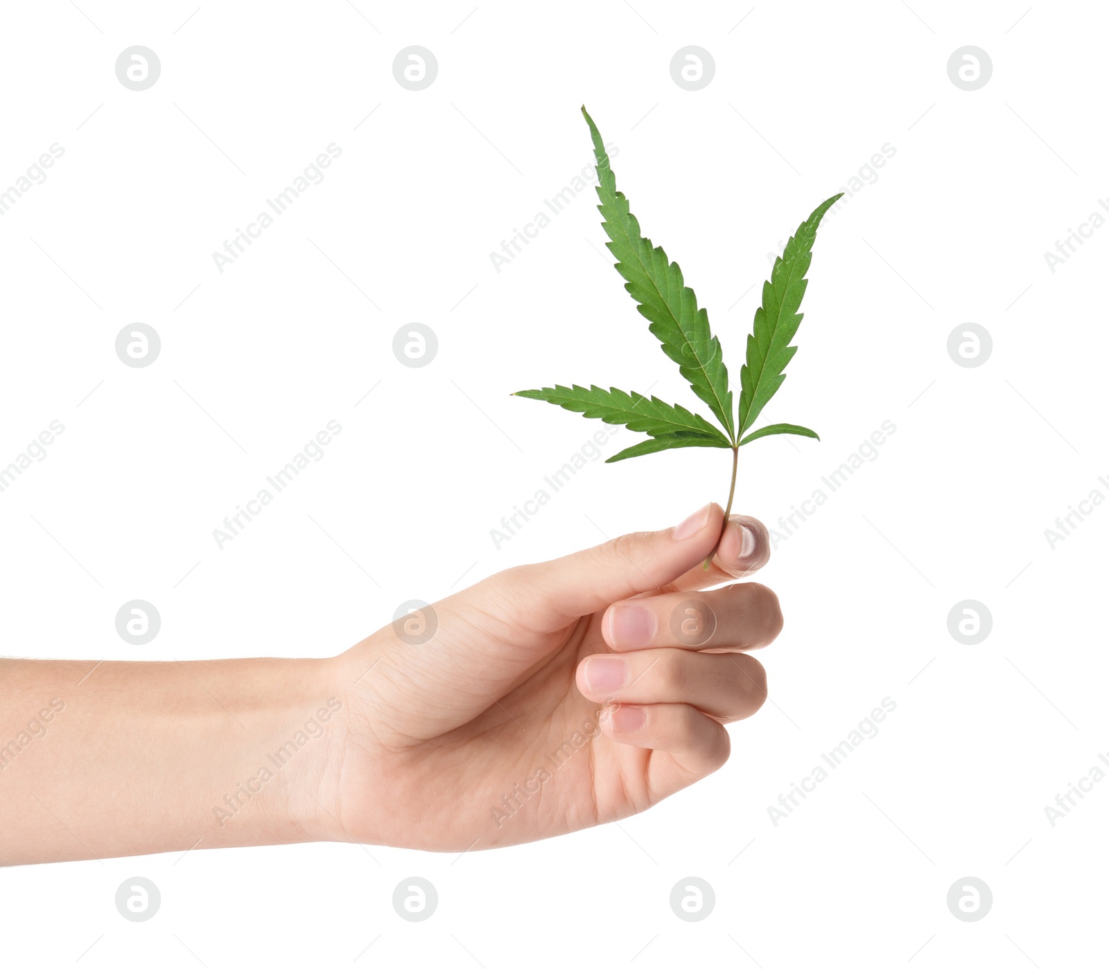 Photo of Woman holding fresh hemp leaf on white background, closeup