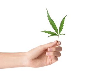 Photo of Woman holding fresh hemp leaf on white background, closeup