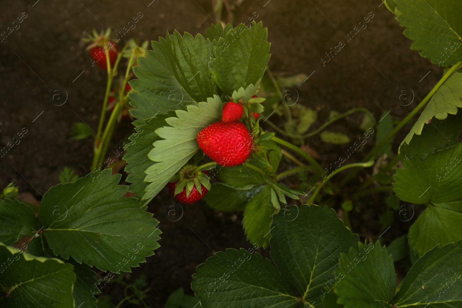 Photo of Strawberry plant with ripening berries growing in garden