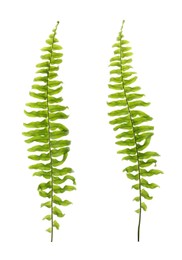 Image of Beautiful fern leaves on white background, collage