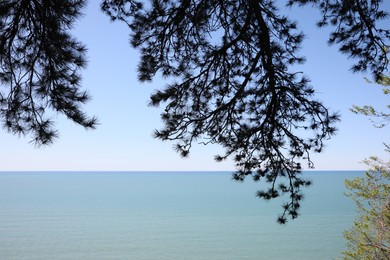 Beautiful view of tree branches and calm sea under blue sky