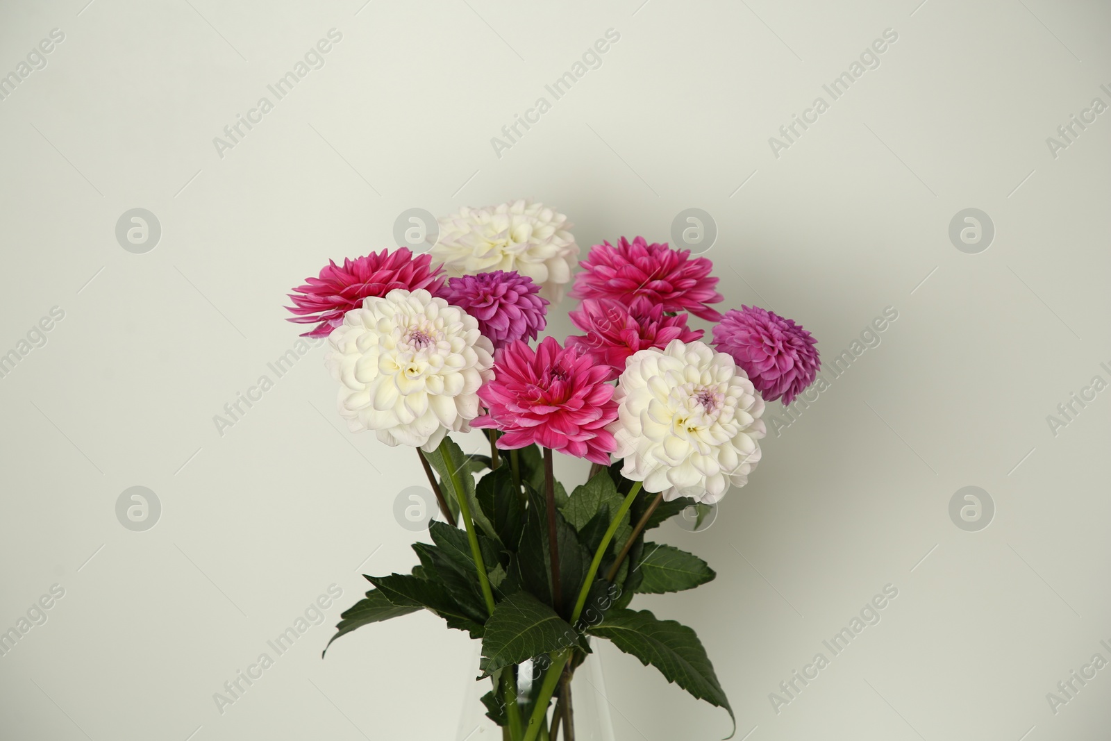 Bouquet of beautiful Dahlia flowers near white wall Photo of Bouquet of beautiful Dahlia flowers near white wall