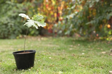 Pot with sapling on green grass in park, space for text. Planting tree