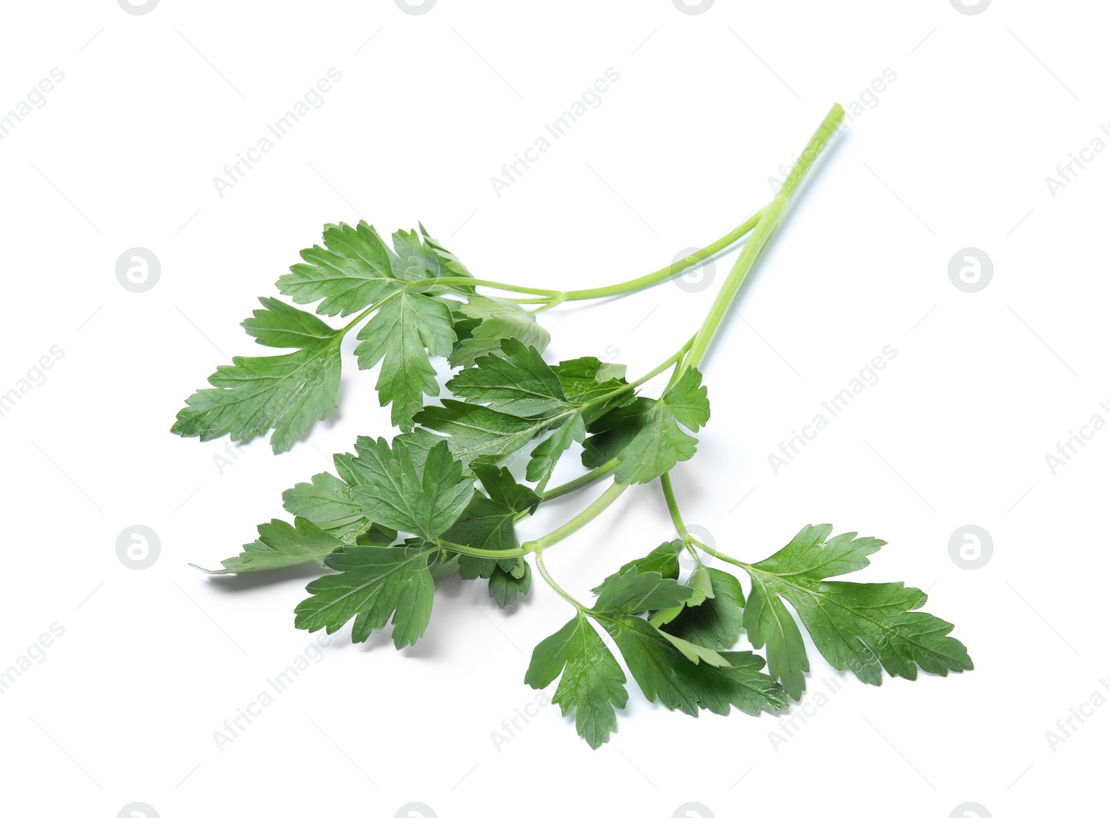 Photo of Fresh green organic parsley on white background