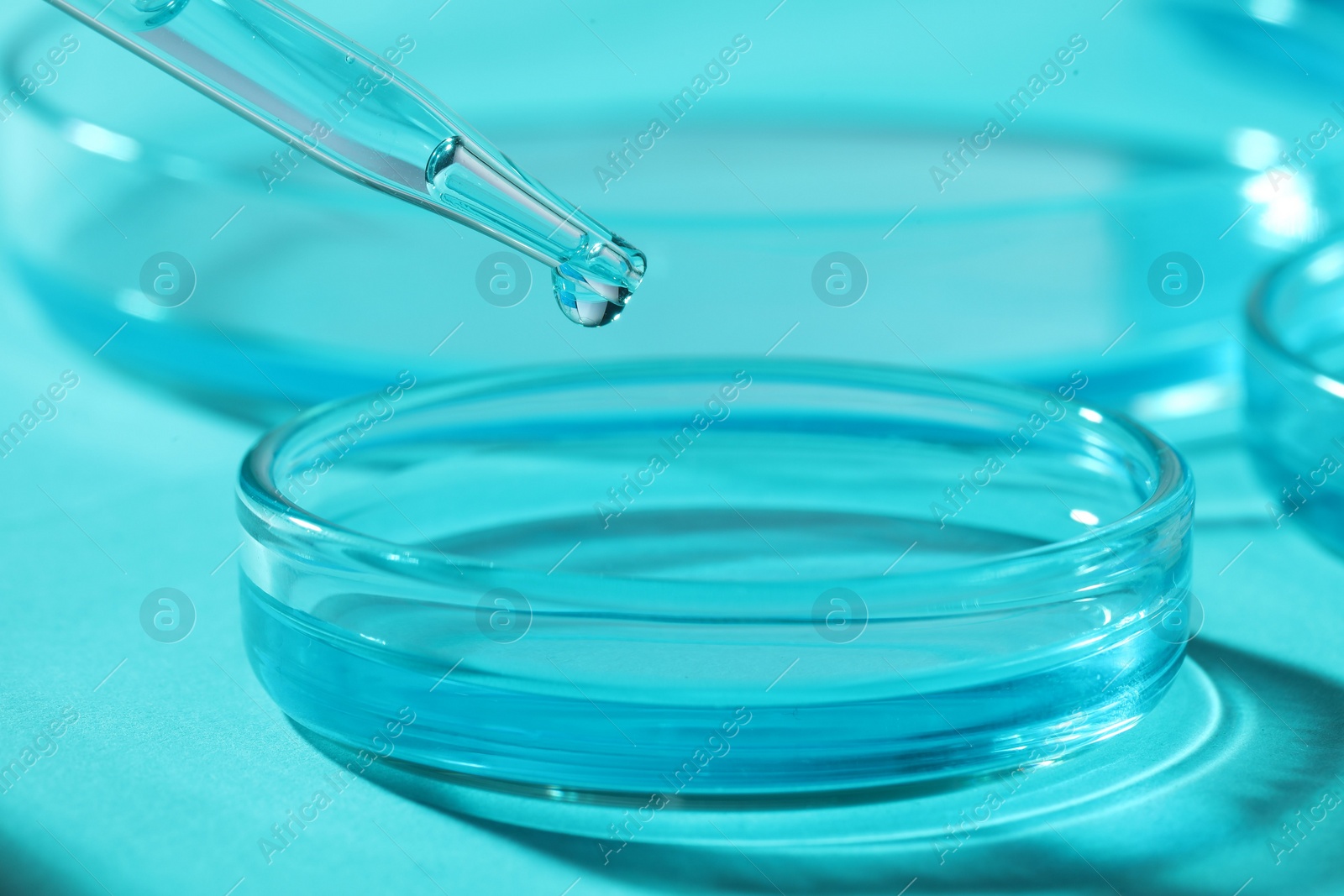 Photo of Dripping liquid from pipette into petri dish at light blue table, closeup. Laboratory analysis