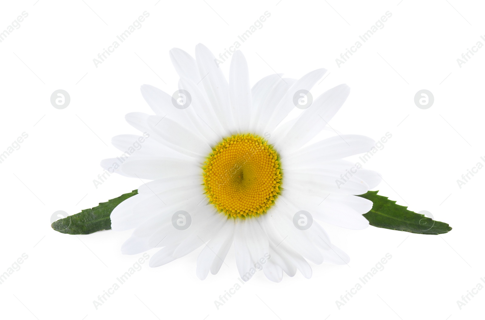 Photo of Beautiful fragrant chamomile flower isolated on white