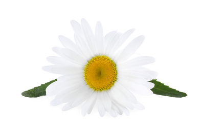 Beautiful fragrant chamomile flower isolated on white