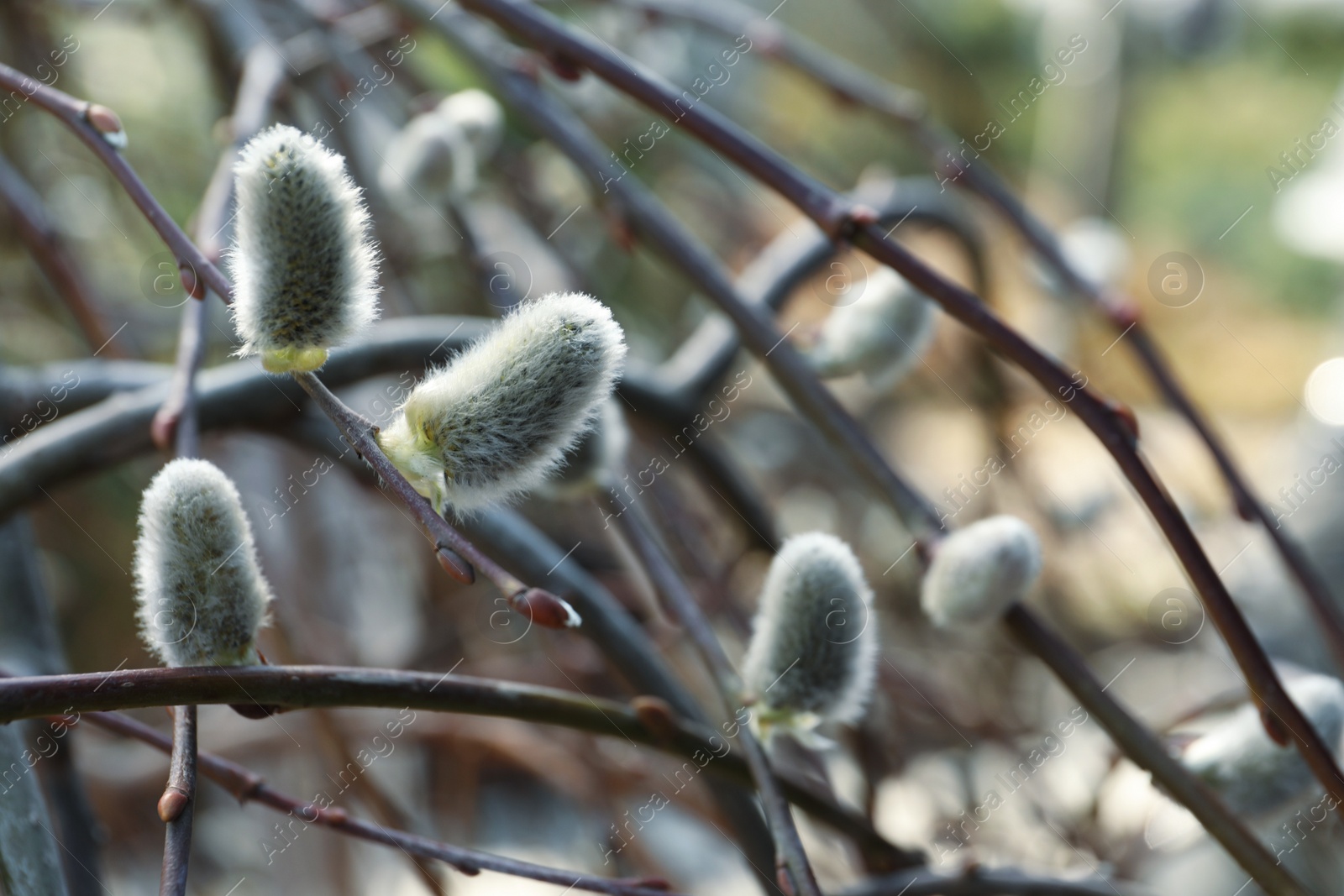 Photo of Beautiful fluffy catkins on willow tree outdoors, closeup