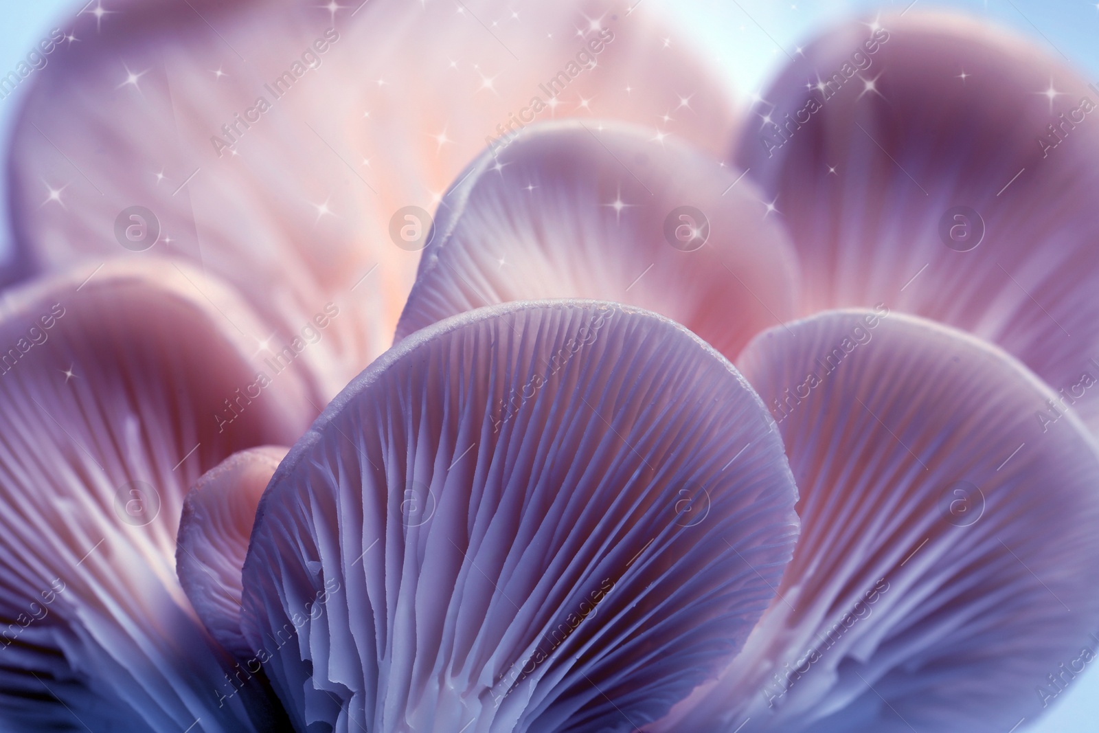 Image of Fresh psilocybin (magic) mushrooms with stars, closeup view. Color toned