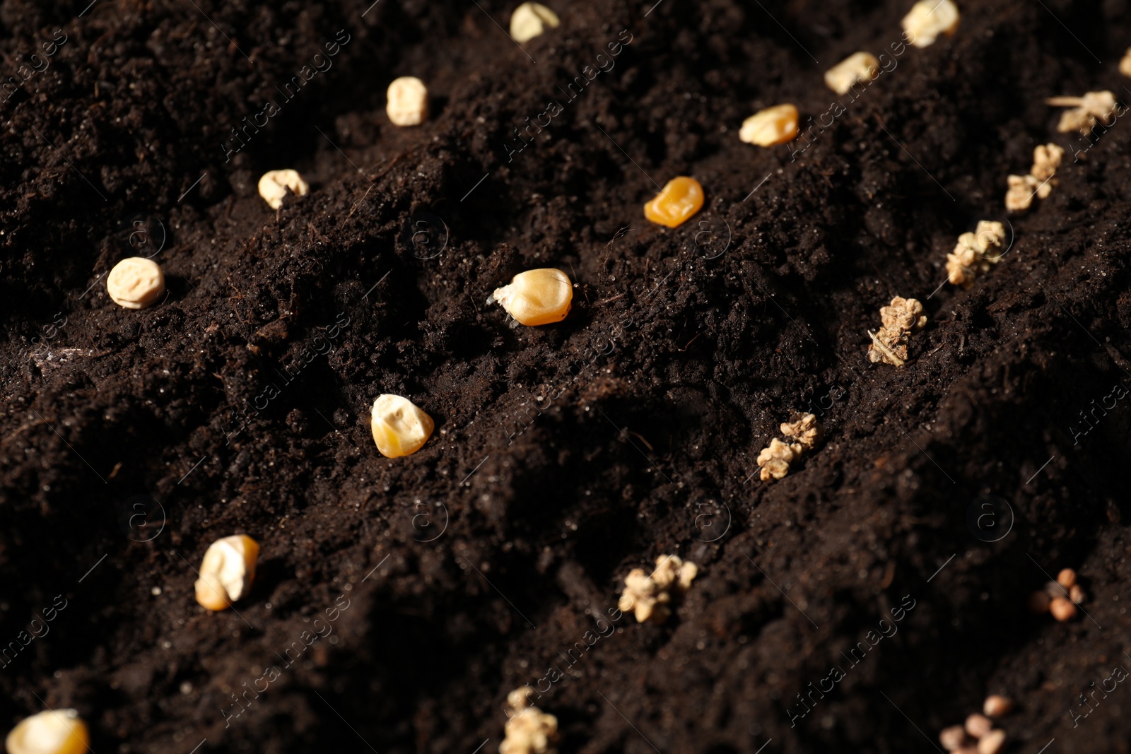 Photo of Different seeds on fertile soil. Vegetables growing